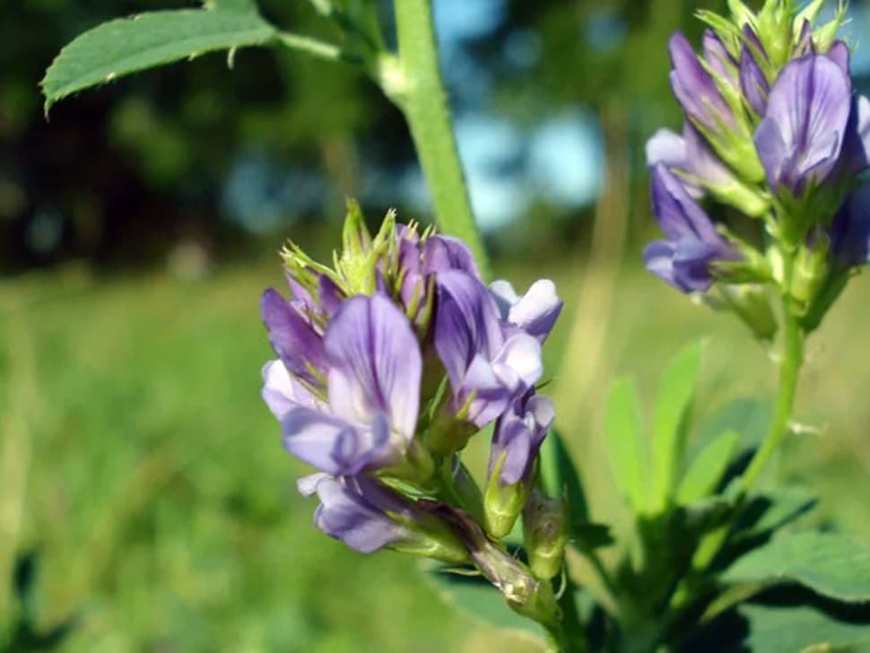 MFGA calling for producers to sign up for Green Gold program