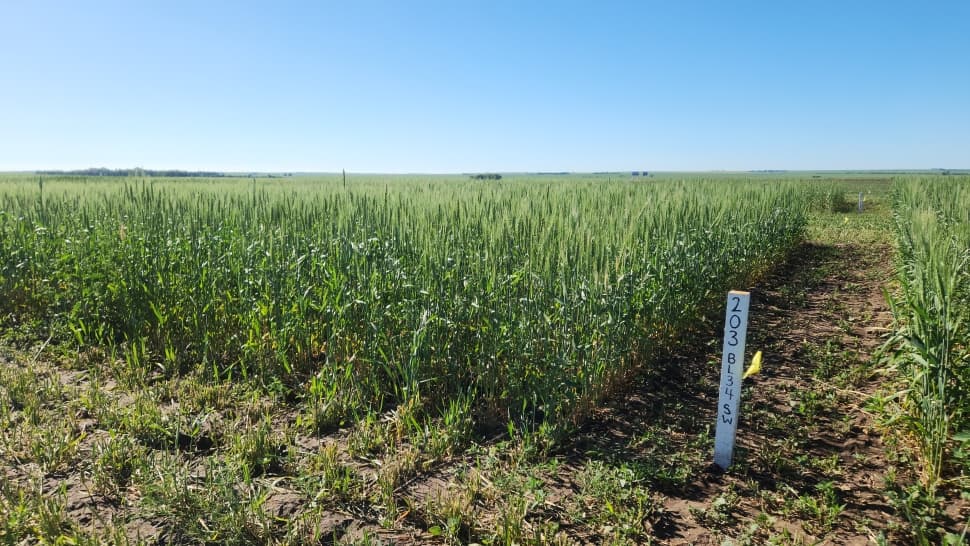 AAFC: Swift Current Organic Plots Not Seeded Following Cultivation