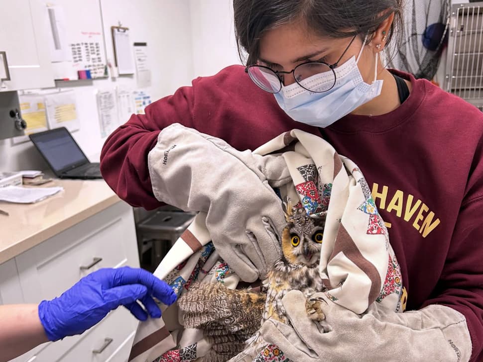 Manitoba invests $650K in Wildlife Haven as demand for wildlife care soars